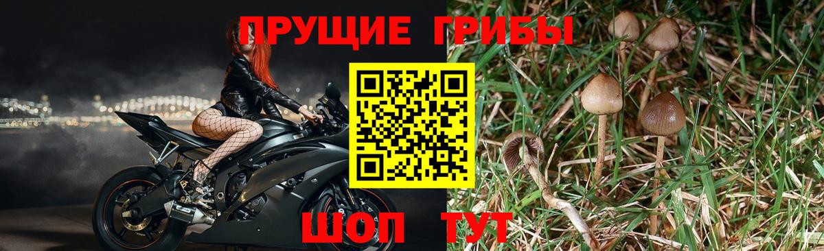Галлюциногенные грибы Magic Shrooms  Вход с VPN  Галлюциногенные грибы MAGIC MUSHROOMS  Назрань 